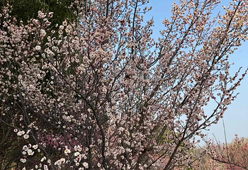 同里国家湿地公园第 109 张图片