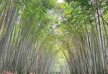 同里国家湿地公园第 94 张图片