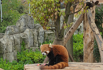 成都大熊猫繁育研究基地第 208 张图片