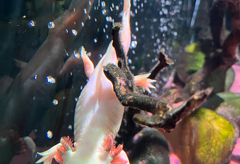 济州岛Aqua Planet水族馆第 96 张图片
