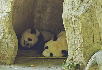 卧龙中华大熊猫苑神树坪基地第 94 张图片