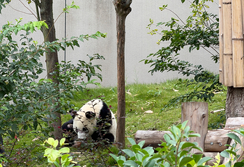 成都大熊猫繁育研究基地第 346 张图片