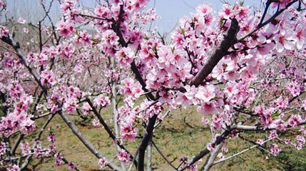 黄河三峡-桃花岛第 1 张图片