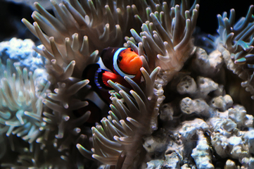 佛州水族馆第 22 张图片