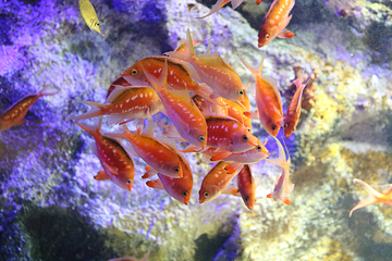 仙台海洋森林水族馆第 24 张图片