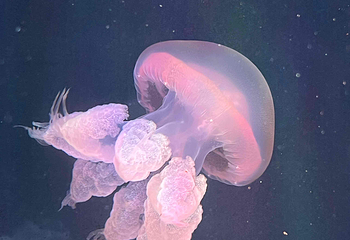 釜山SEA LIFE水族馆第 37 张图片