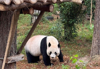 安吉竹博园第 106 张图片