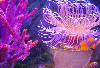 上海海洋水族馆第 109 张图片