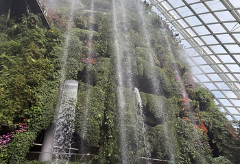 新加坡滨海湾花园第 491 张图片