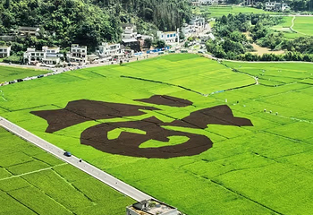 万峰林景区第 142 张图片