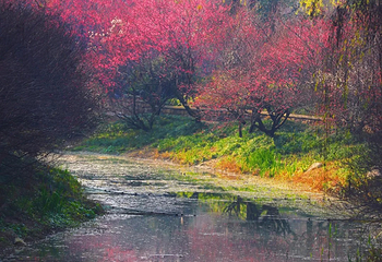 浣花溪公园第 49 张图片