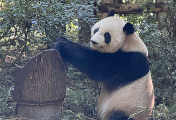 成都大熊猫繁育研究基地第 165 张图片