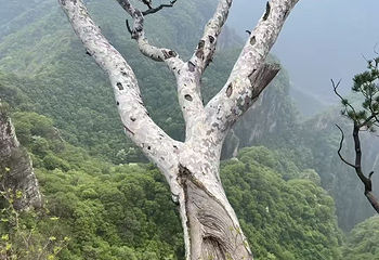神农山风景区第 29 张图片