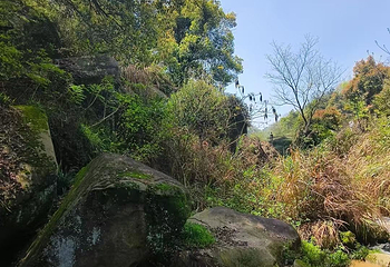北山国家森林公园第 38 张图片