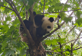 成都大熊猫繁育研究基地第 461 张图片