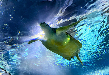 上海海洋水族馆第 108 张图片