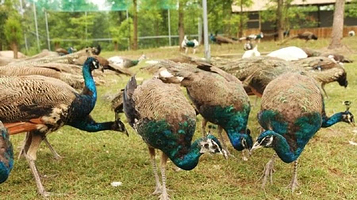 玉环漩门湾观光农业园百鸟园