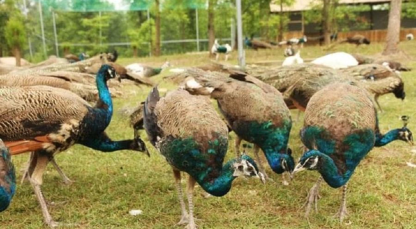 玉环漩门湾观光农业园百鸟园