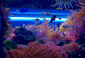 布莱顿海洋生物水族馆第 8 张图片