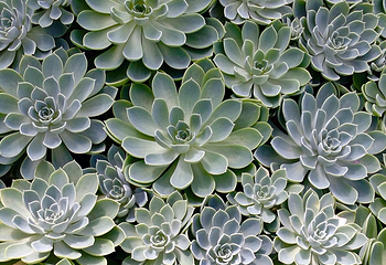 亚特兰大植物园第 7 张图片