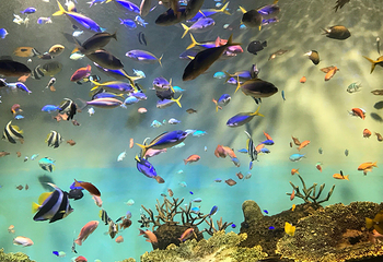 宫岛水族馆第 14 张图片