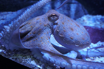 塞维利亚水族馆第 11 张图片