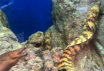 九十九岛水族馆第 16 张图片