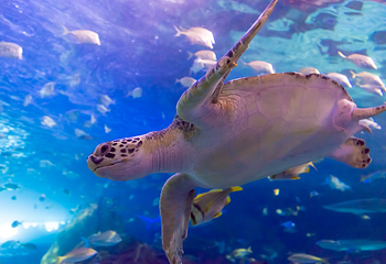 加拿大里普利水族馆第 16 张图片