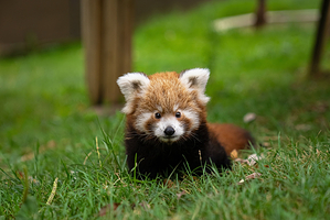 Faruk Yalcın Hayvanat Bahcesi ve Botanik Parkı
