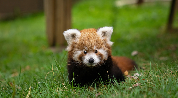 Faruk Yalcın Hayvanat Bahcesi ve Botanik Parkı