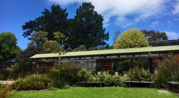 达尼丁植物园观鸟园