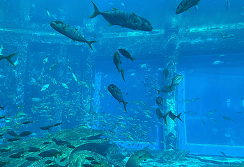 墨尔本水族馆第 40 张图片