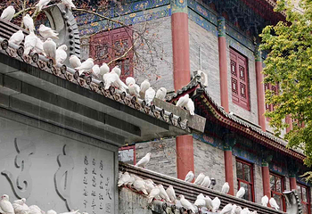 大兴善寺第 30 张图片