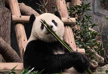 重庆动物园第 80 张图片