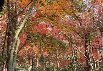 栖霞山第 91 张图片