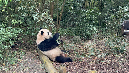 成都大熊猫繁育研究基地第 173 张图片