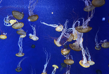 新江之岛水族馆第 20 张图片