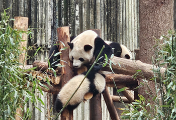 成都大熊猫繁育研究基地第 186 张图片