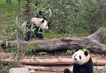 成都大熊猫繁育研究基地第 271 张图片