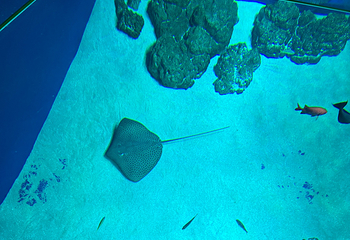 DMM Kariyushi水族馆第 31 张图片