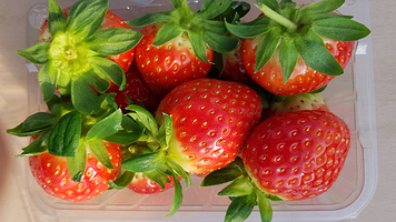 杨水里草莓体验农场