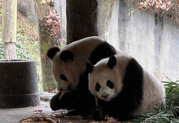 都江堰中华大熊猫苑(原熊猫乐园)第 31 张图片