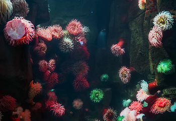 加拿大里普利水族馆第 32 张图片