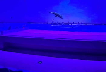 上海海昌海洋公园第 480 张图片