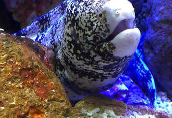 上海海洋水族馆第 175 张图片