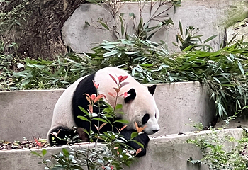 成都大熊猫繁育研究基地第 567 张图片