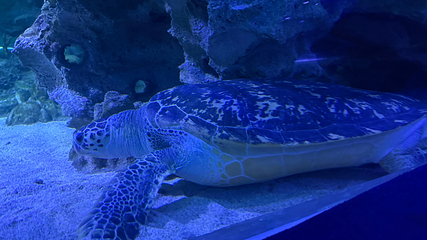 吉隆坡城中城水族馆第 42 张图片
