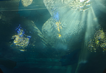 冲绳美丽海水族馆第 173 张图片