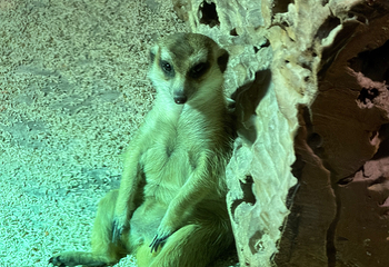 吉隆坡城中城水族馆第 72 张图片