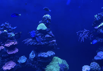 吉隆坡城中城水族馆第 52 张图片